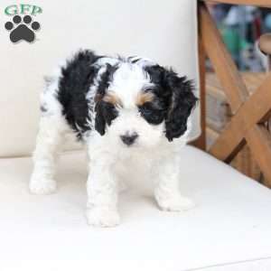 Moose, Cavapoo Puppy