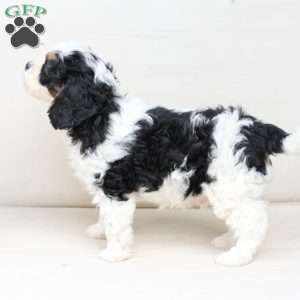 Moose, Cavapoo Puppy