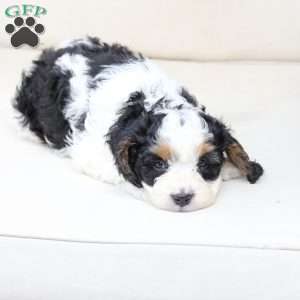Moose, Cavapoo Puppy