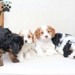 Moose, Cavapoo Puppy