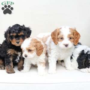 Ranger, Cavapoo Puppy