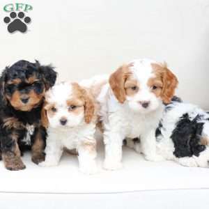 Scout, Cavapoo Puppy