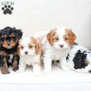 Ranger, Cavapoo Puppy