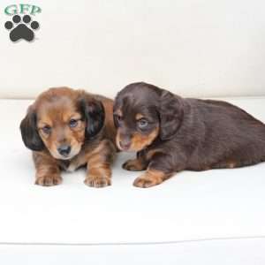 Coco, Dachshund Puppy