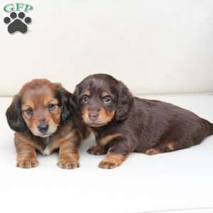 Coco, Dachshund Puppy