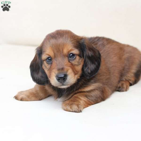 Zues, Dachshund Puppy