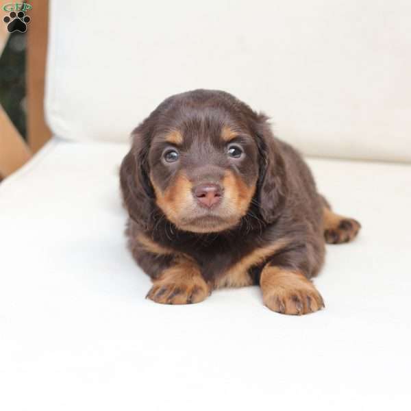 Coco, Dachshund Puppy