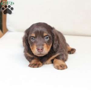 Coco, Dachshund Puppy