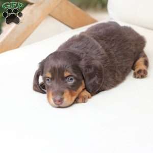 Coco, Dachshund Puppy