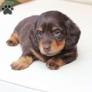 Coco, Dachshund Puppy
