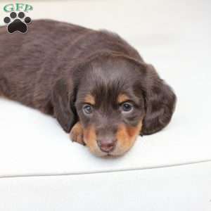 Coco, Dachshund Puppy
