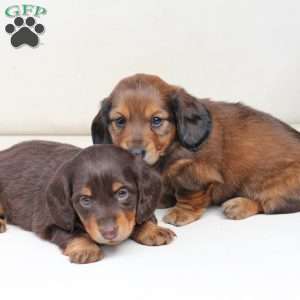 Coco, Dachshund Puppy