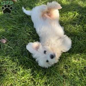 Marshmallow, Maltese Puppy