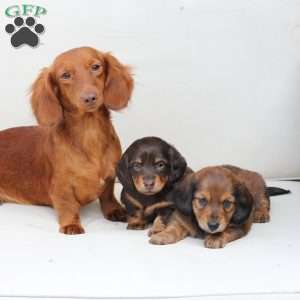 Coco, Dachshund Puppy
