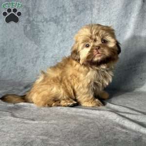 Nash, Shih Tzu Puppy