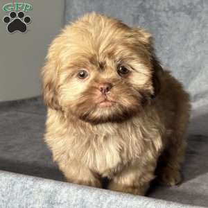 Nash, Shih Tzu Puppy