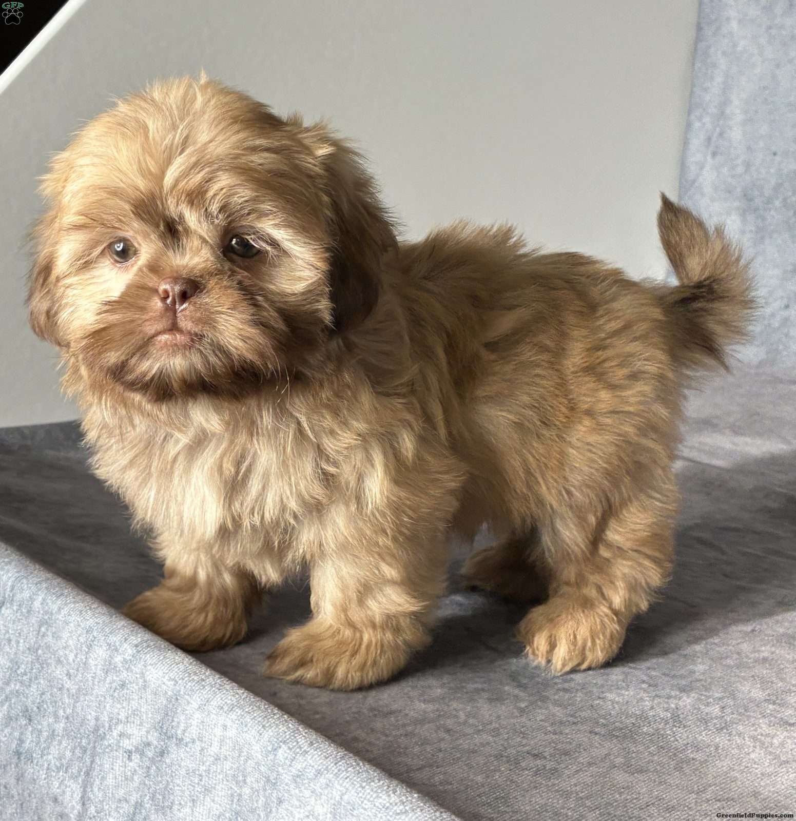Nash (Shih Tzu, Male) in Windsor, OH