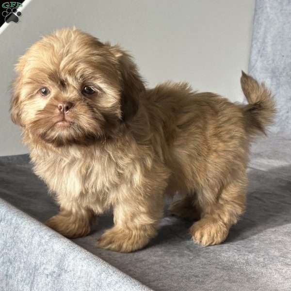 Nash, Shih Tzu Puppy