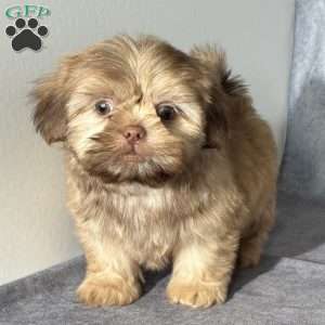 Niko, Shih Tzu Puppy