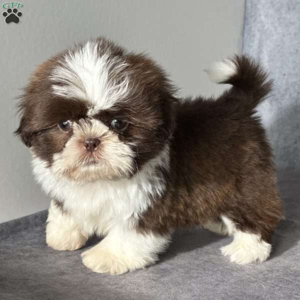 Oliver, Shih Tzu Puppy