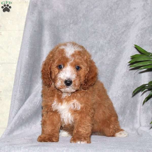 Ian, Miniature Poodle Puppy