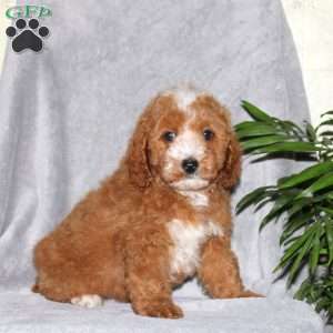 Ian, Miniature Poodle Puppy