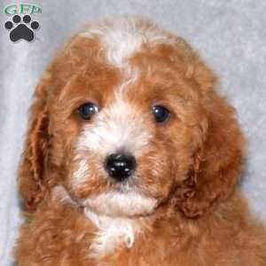 Ian, Miniature Poodle Puppy