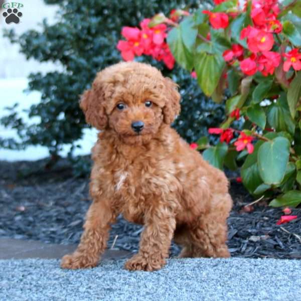 Ian, Miniature Poodle Puppy