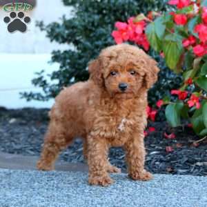Ian, Miniature Poodle Puppy