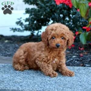 Ian, Miniature Poodle Puppy