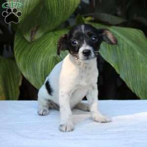 Ice, Chihuahua Mix Puppy