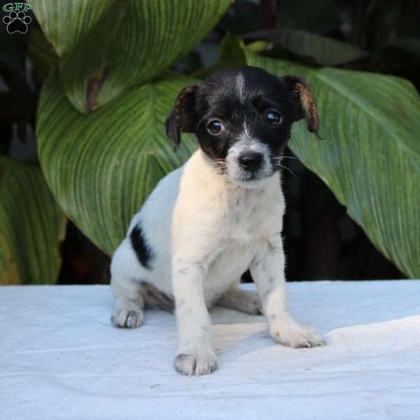 Ice, Chihuahua Mix Puppy
