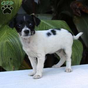Ice, Chihuahua Mix Puppy