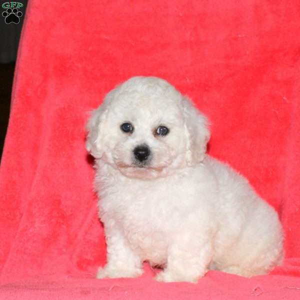 Ike, Bichon Frise Puppy