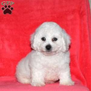 Ike, Bichon Frise Puppy