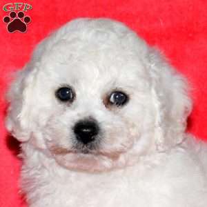 Ike, Bichon Frise Puppy