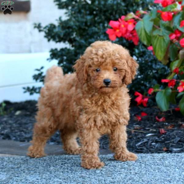 Ike, Miniature Poodle Puppy