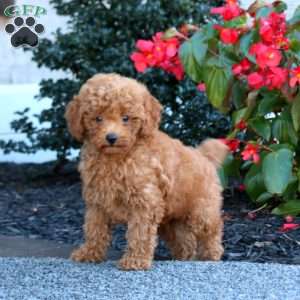 Ike, Miniature Poodle Puppy