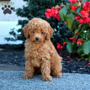 Ike, Miniature Poodle Puppy