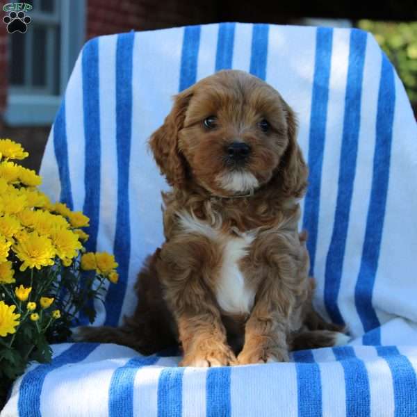 Ike, Cavapoo Puppy