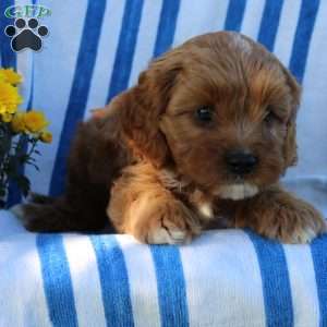Ike, Cavapoo Puppy