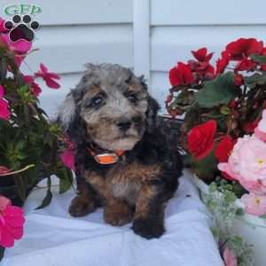 Finn, Miniature Poodle Mix Puppy
