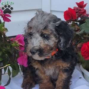 Finn, Miniature Poodle Mix Puppy