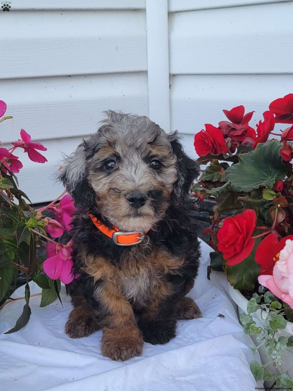Finn (Mixed breed, Male) in Richfield Springs, NY