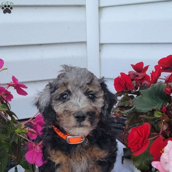 Finn, Miniature Poodle Mix Puppy