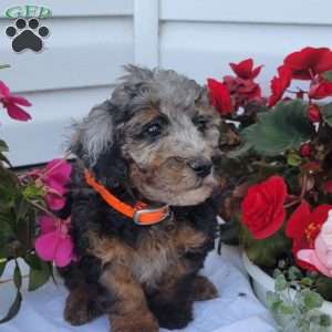 Finn, Miniature Poodle Mix Puppy