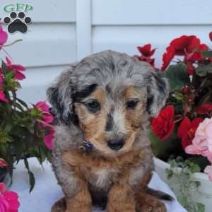 Frankie, Miniature Poodle Mix Puppy