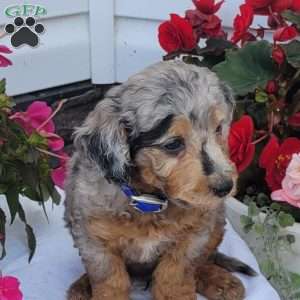 Frankie, Miniature Poodle Mix Puppy