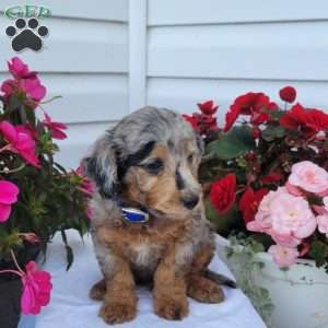 Frankie, Miniature Poodle Mix Puppy