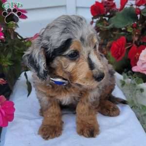 Frankie, Miniature Poodle Mix Puppy